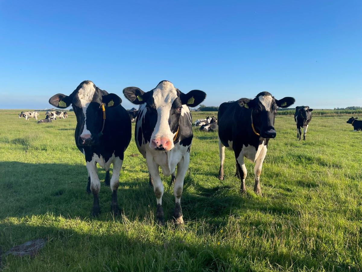 Johanneshoeve - De Mooiste Plek Op Texel Den Hoorn  Exteriör bild